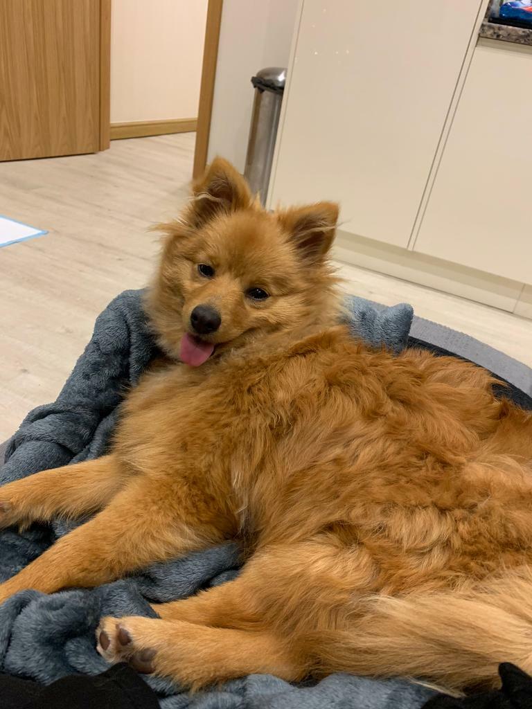 german spitz puppy price